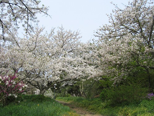 広場5