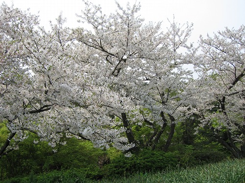 広場9