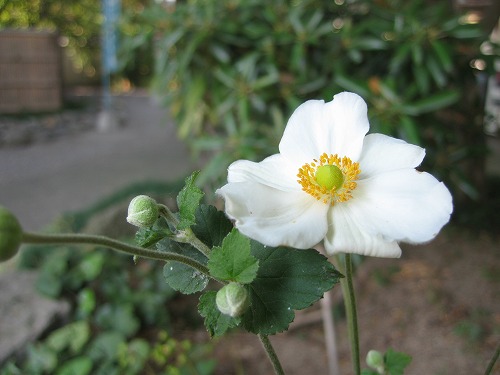 秋明菊1