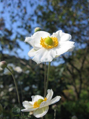 秋明菊4