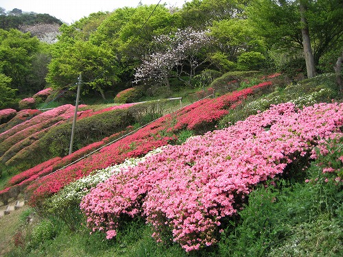 ツツジ1