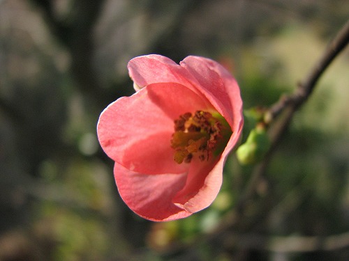 蝋梅6