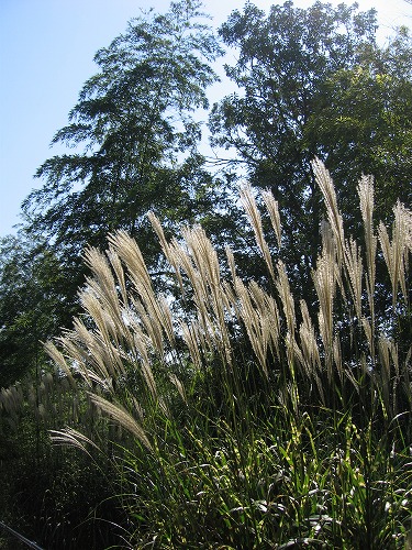 薄8