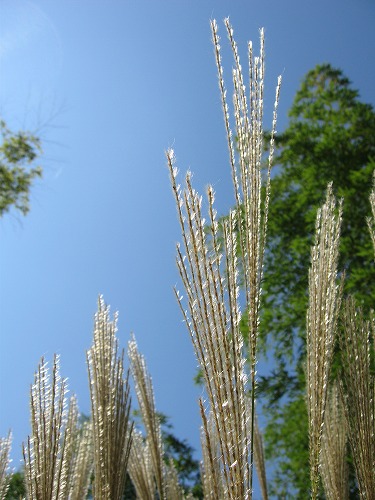 薄11