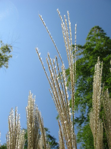 薄12