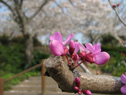 花蘇芳5