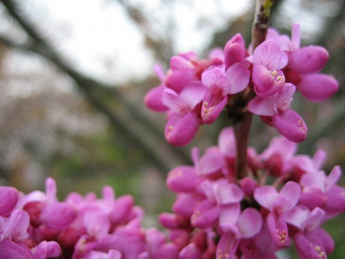 花蘇芳1