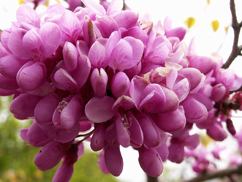 花蘇芳6