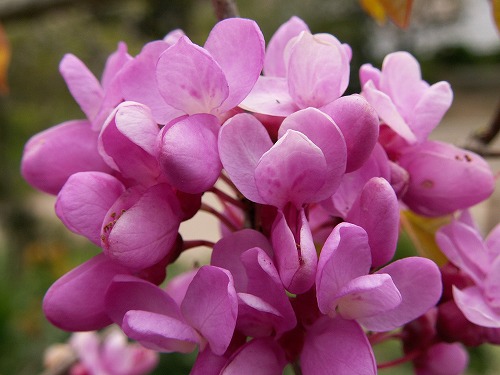 花蘇芳7