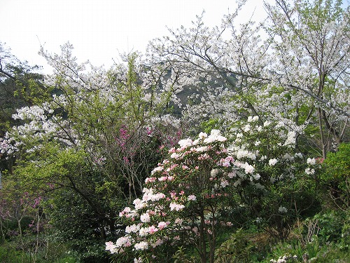 石楠花1