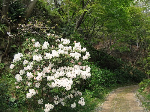 石楠花2