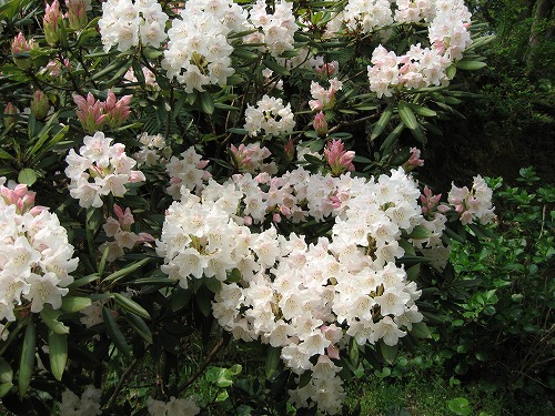 石楠花3