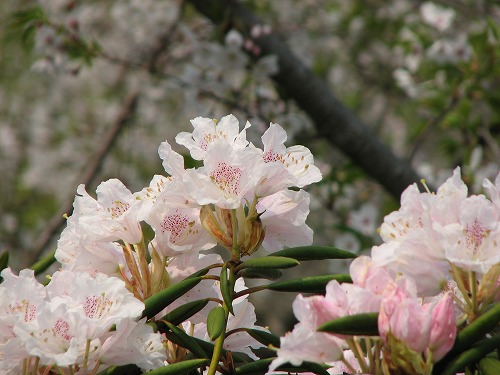 石楠花5