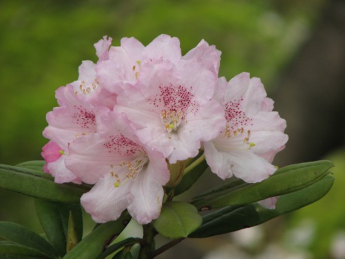 石楠花8