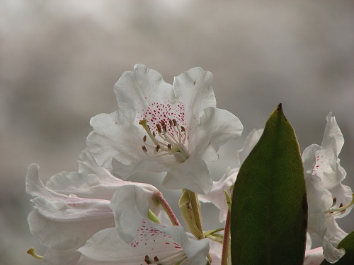 石楠花10