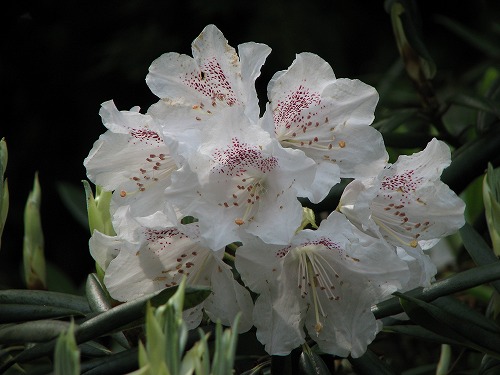 石楠花11