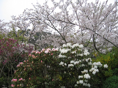 石楠花15