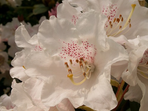 石楠花18