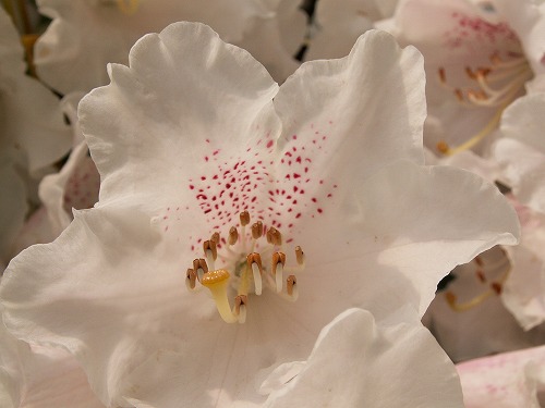 石楠花19