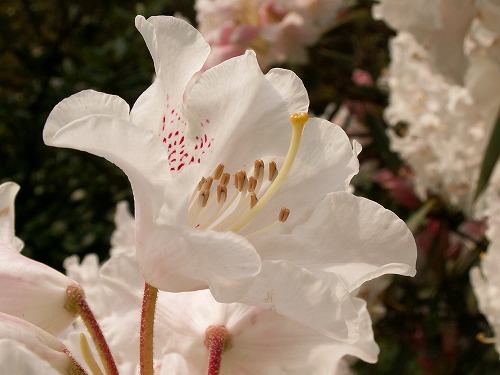 石楠花20