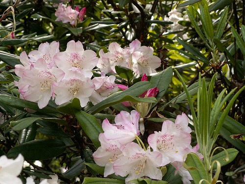 石楠花12