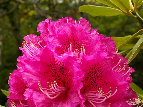 石楠花13