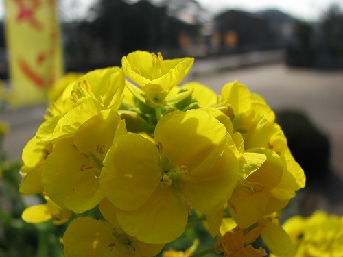 菜の花4