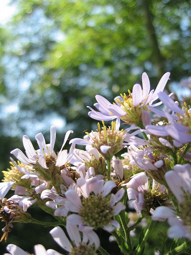 菜の花15
