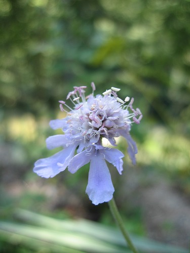 菜の花17