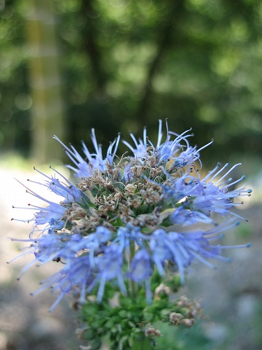 菜の花16