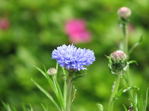 菜の花11