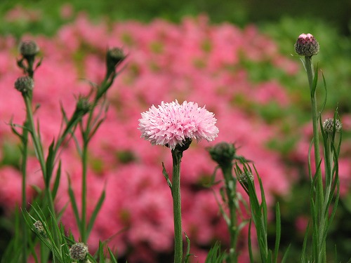 菜の花12