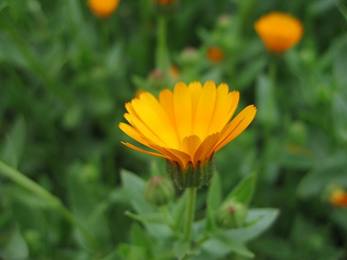 菜の花13