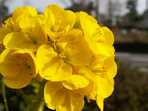 菜の花5