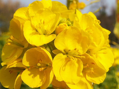 菜の花6