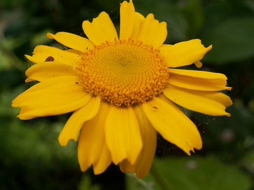 菜の花20