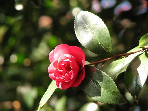 山茶花5