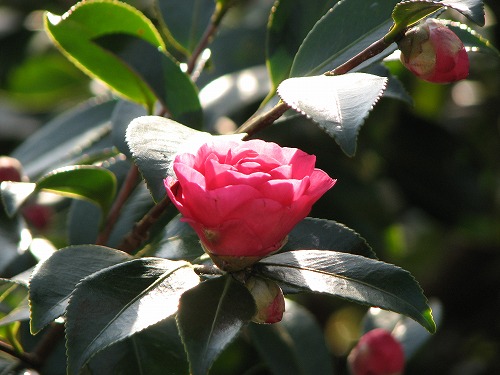 山茶花2