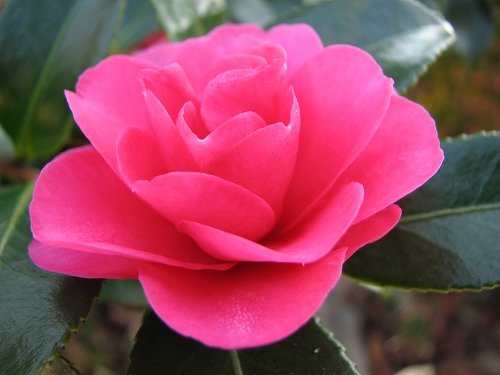 山茶花1