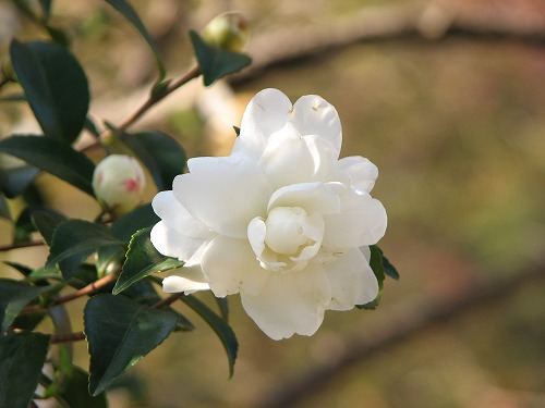 山茶花12