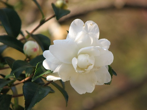 山茶花14