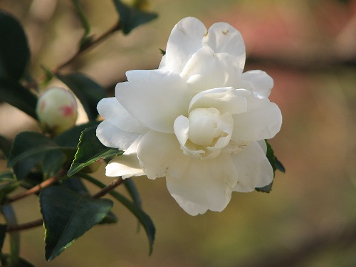 山茶花13