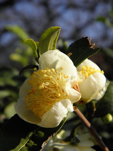 山茶花18