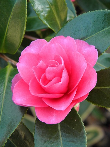 山茶花3