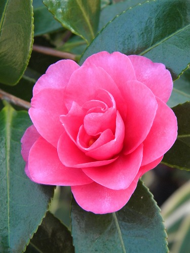 山茶花4
