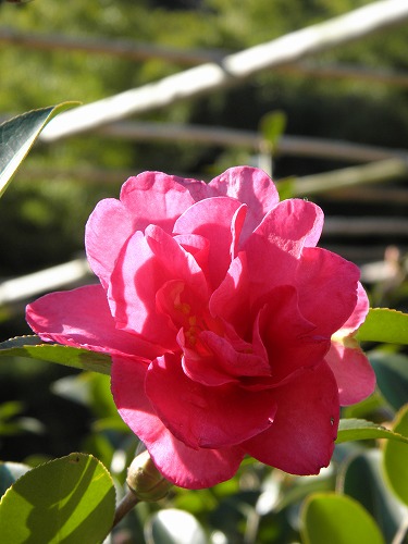 山茶花9