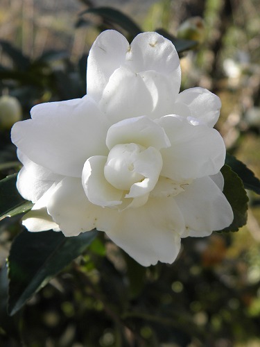 山茶花15
