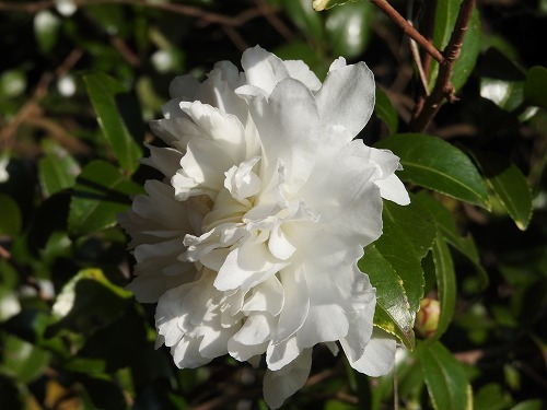 山茶花19