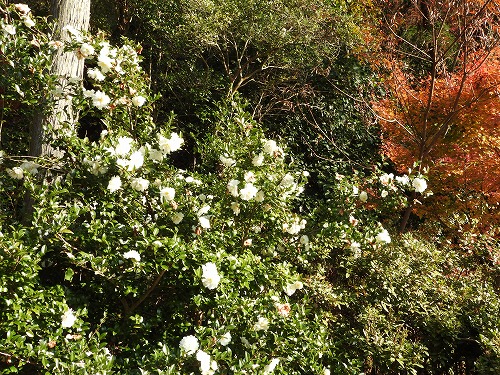 山茶花21