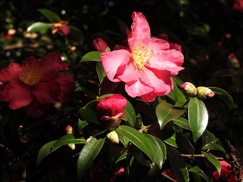 山茶花22